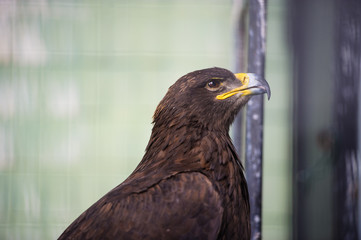 portrait young eagle
