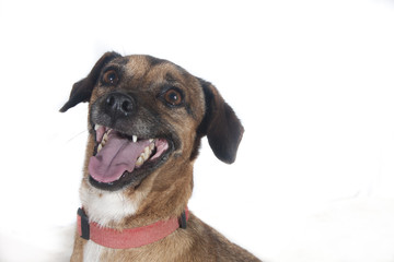 Perro atento para la orden