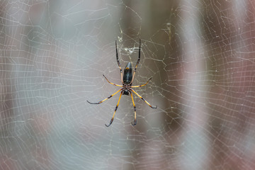 Palm Spider, Mahe, Seychelles