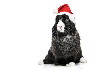 Cute Bunny with Santa Hat
