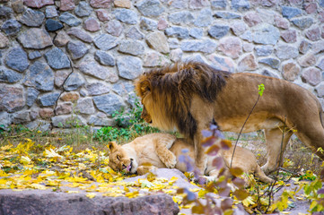 Lion