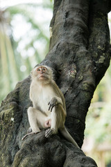 monkey on the tree