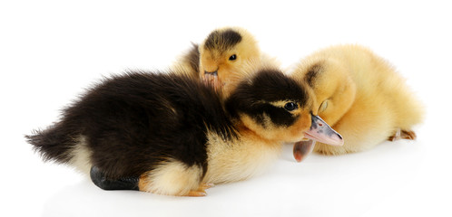 Little cute ducklings isolated on white