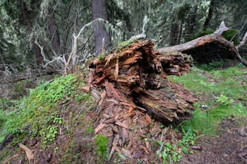 Altholz im Bergwald