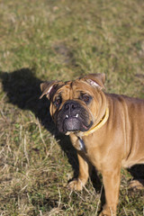 English bulldog outdoors