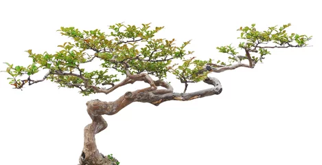 Tuinposter Bonsai pijnboom tegen een witte muur © leeyiutung