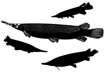 pike Lepisosteus osseus