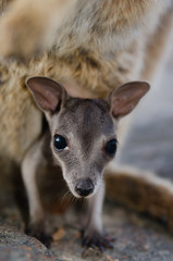 ロックワラビーの赤ちゃん