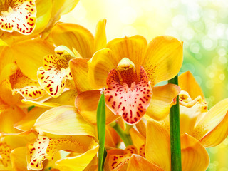 Obraz na płótnie Canvas orchid flower