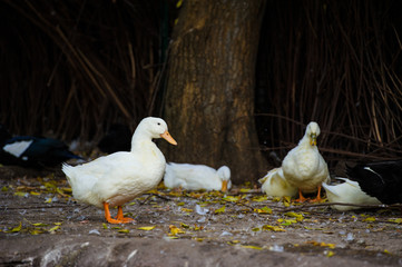 Duck on a farm