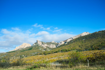 Vineyards in autumn in Crimea
