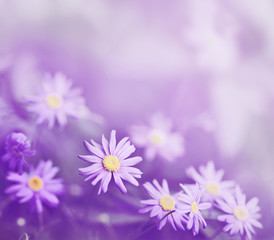 purple daisies