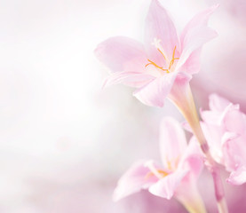 Obraz na płótnie Canvas Spring pink flowers