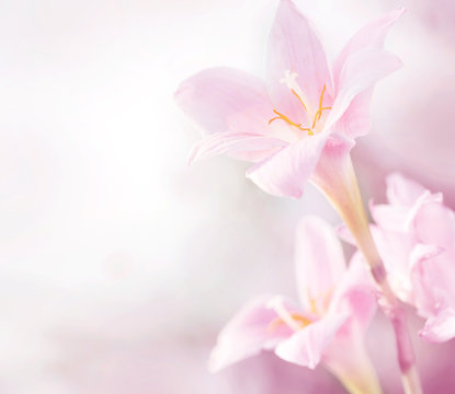 Spring pink flowers © Evgenia Tiplyashina