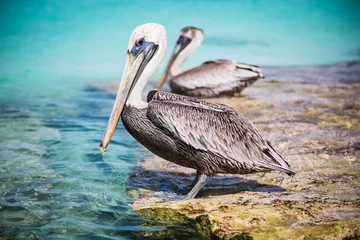 Fotobehang Paesaggi marini deli caraibi © Giulio Meinardi