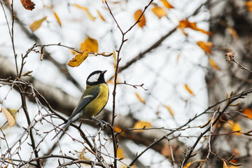 Fototapeta premium Great Tit