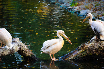 Group of Great White Pelicans in water