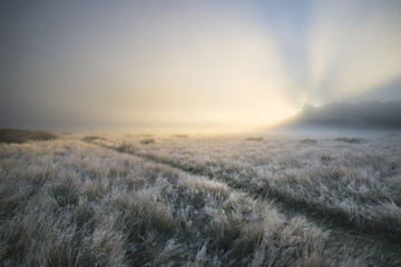 Stunning sun beams light up fog through thick fog of Autumn Fall © veneratio