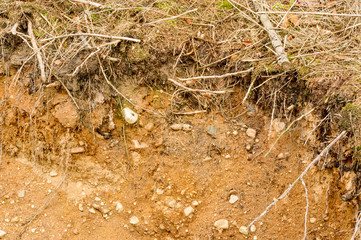 Soil in forest