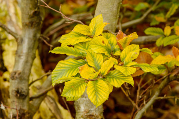 Beech leaves