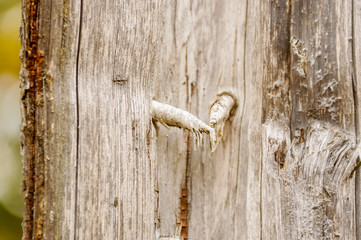 Twigs on inside