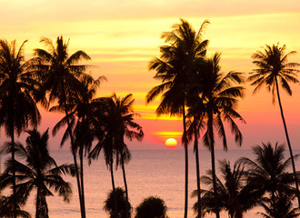 Palm Paradise Burning Skies