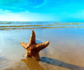 Fototapeta na wymiar Fish Shell Star