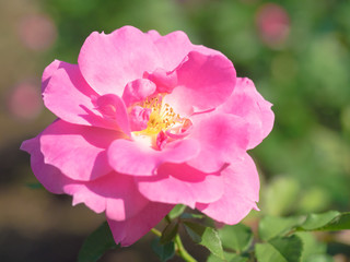 Fototapeta premium 大輪の桃色の薔薇