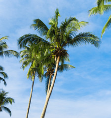 Fototapeta na wymiar Coconut Coast Serenity Shore