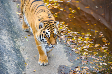 Amur Tigers