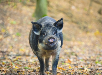 Wild boar