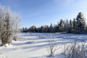 Scenic winter forest landscape in the north of Russia