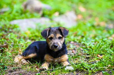 puppy