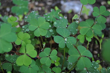 Gocce di pioggia su trifogli