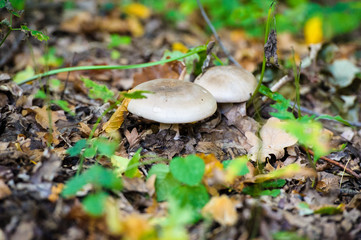 mushrooms in the forest