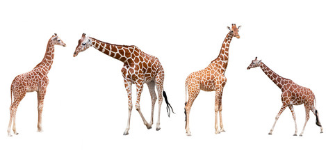 Ensemble de quatre girafes isolés sur fond blanc