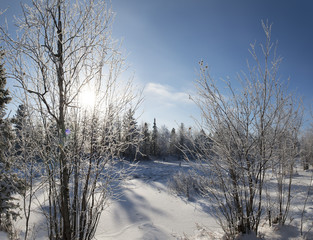 Scenic winter panorama of the forest landscape in the north of R