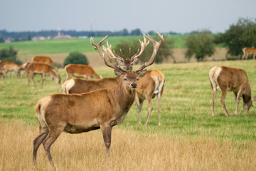 Obraz na płótnie Canvas Deer grazing in the meadow