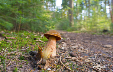 Mushroom along a path at fall
