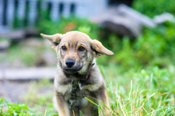 puppy 2 months