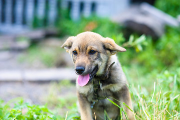 puppy 2 months