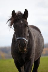 Obraz na płótnie Canvas Portrait of dark brown horse