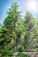 Beautiful park outdoors