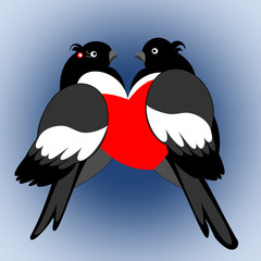 A pair of lovers bullfinches with heart on a blue background. Va