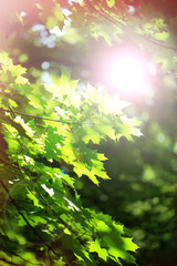 Beautiful green leaves on tree outdoors