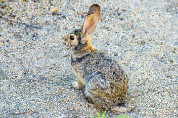 wild rabbit with big ears