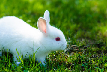 Funny baby white rabbit in grass