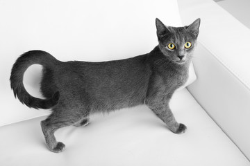 Grey cat on sofa