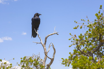 raven at a tree at grand canyon