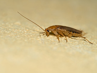 German cockroach, Blattella germanica on yellow wall, profile.